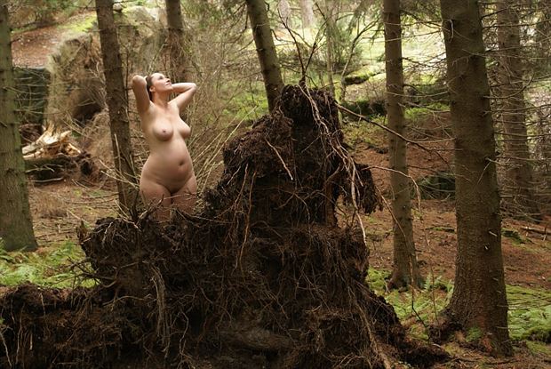 behind an uprooted pine nature photo by photographer anders bildmakare