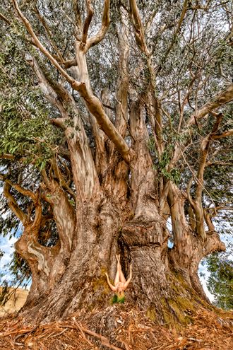 blue gum artistic nude photo by photographer treegirl