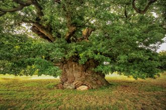 bowthorpe oak nest artistic nude photo by photographer treegirl