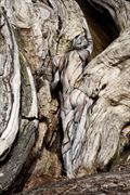 broken tree artistic nude artwork by artist bodyart j d%C3%BCsterwald