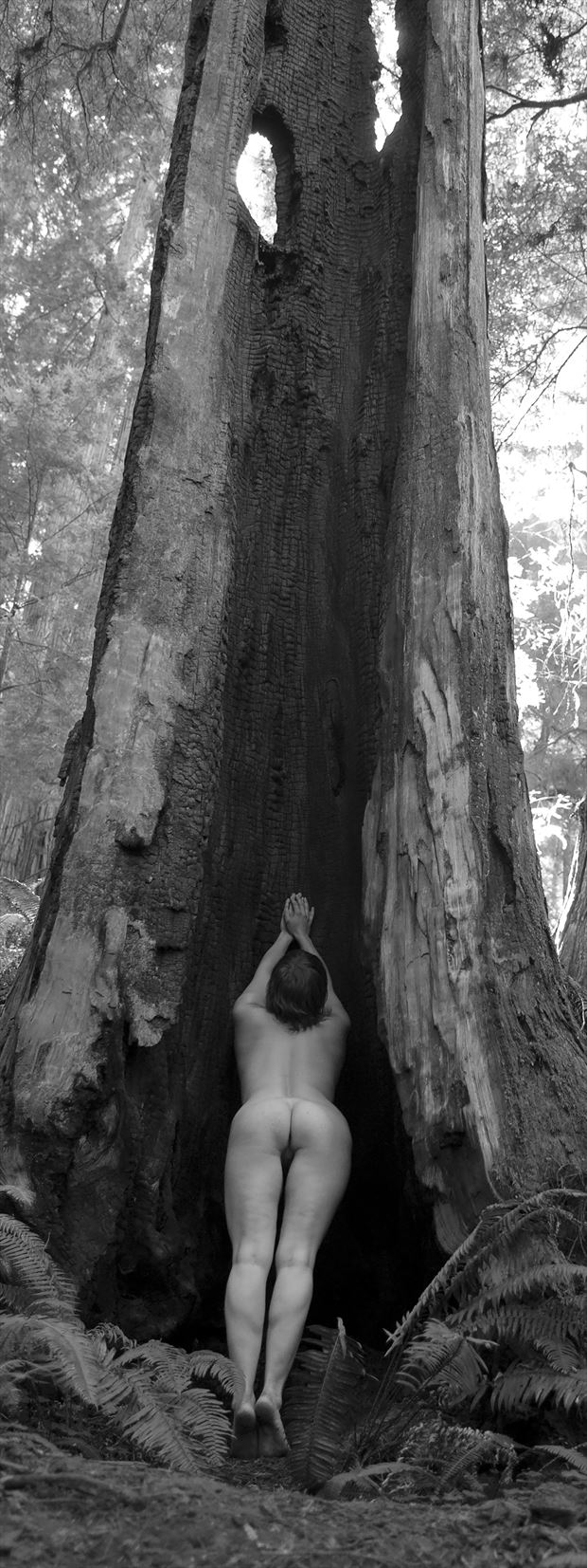 burnt redwood artistic nude photo by photographer eric lowenberg