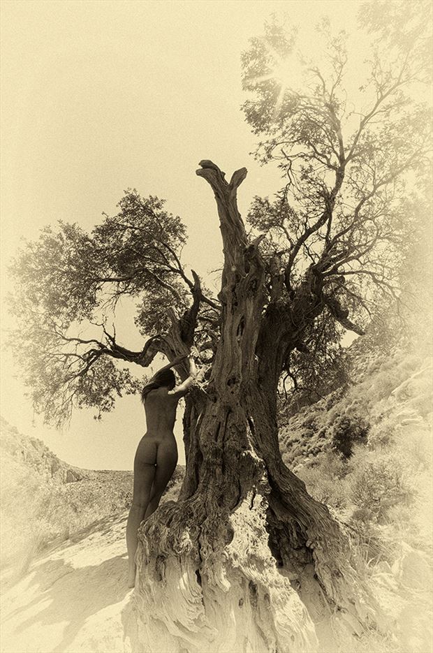 centuries old olive tree artistic nude photo by photographer manolis tsantakis