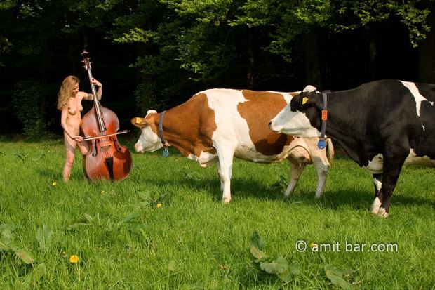 concerto for ccontrabass and two cows artistic nude photo by photographer bodypainter