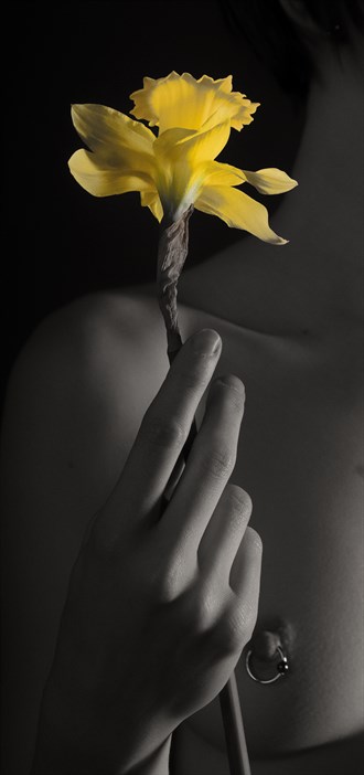 daffodil artistic nude photo by photographer hmbjuggler
