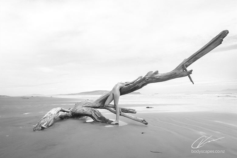 entwined with nature 28 nature photo by photographer cory varcoe bodyscapes