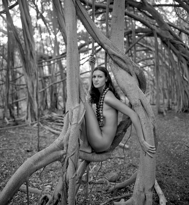kawela banyan tree artistic nude photo by photographer arbeit photo hawaii
