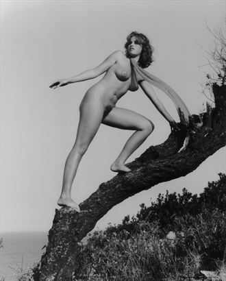 l arbre de la mer 4 artistic nude photo by photographer dick