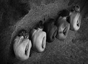 line up 2 artistic nude photo by photographer michael l schwartz