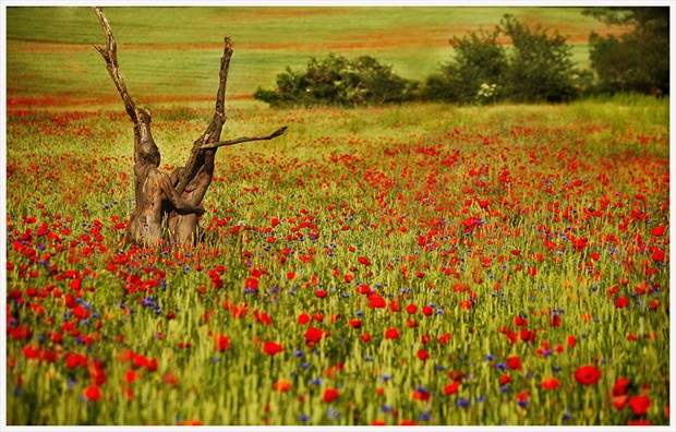 living poppy trees Nature Photo by Photographer Laila Pregizer