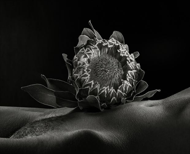 nude and protea artistic nude photo by photographer thatzkatz
