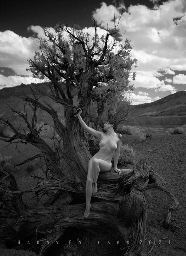 nude in gnarly juniper artistic nude photo by photographer shootist