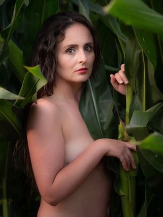 nude in the corn field sensual photo by photographer roywilliam