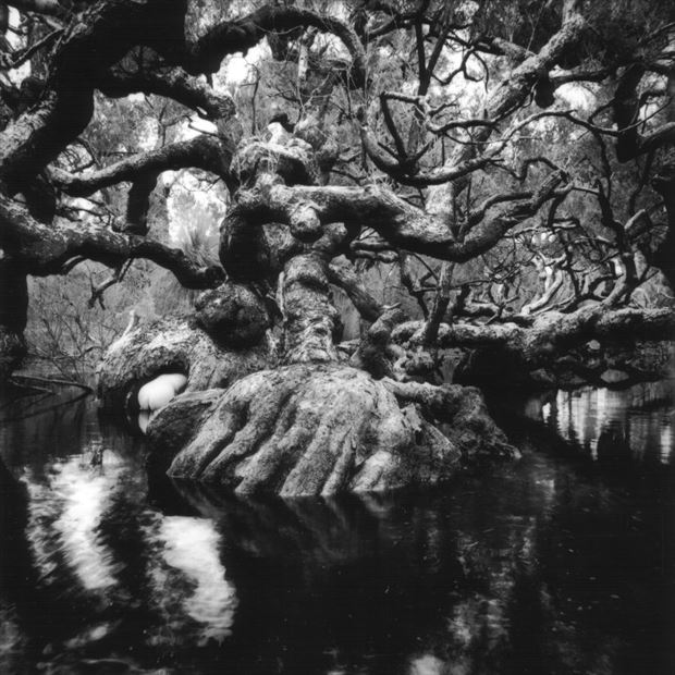 nude melaleuca swamp western australia 1997 nature photo by photographer jbaphoto