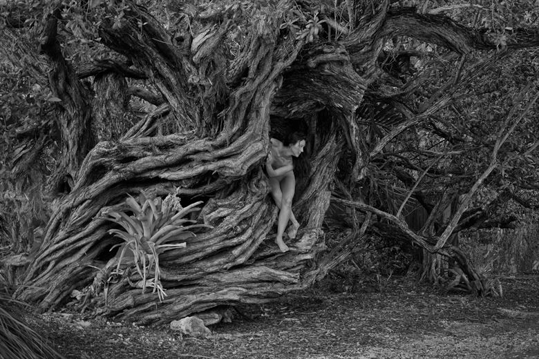 oldest tree in key west artistic nude photo by photographer bradmiller