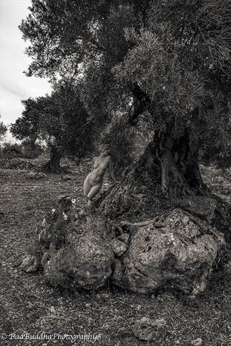 olive tree 1 artistic nude artwork by photographer bad buddha