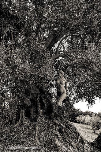 olive tree 2 artistic nude artwork by photographer bad buddha
