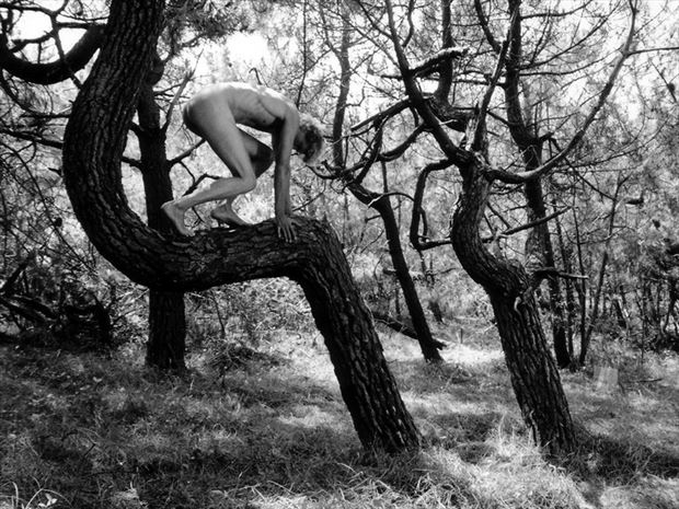 pins des landes 1 artistic nude photo by photographer dick