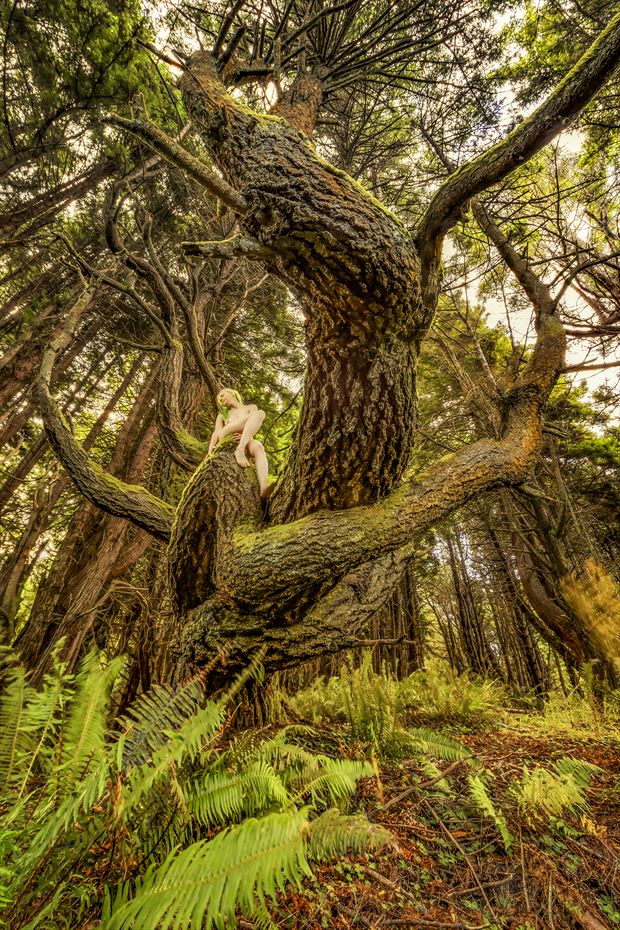 riding the shady dell doug fir dragon nature photo by photographer treegirl