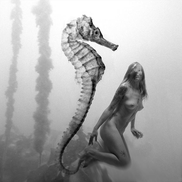 sea horse fantasy photo by artist jean jacques andre