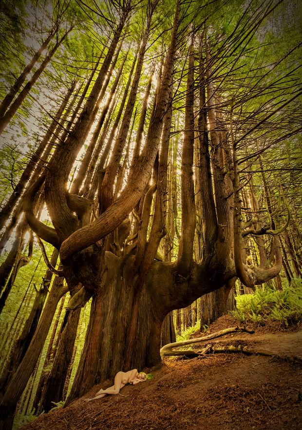 shady dell candelabra redwood dream nature photo by photographer treegirl