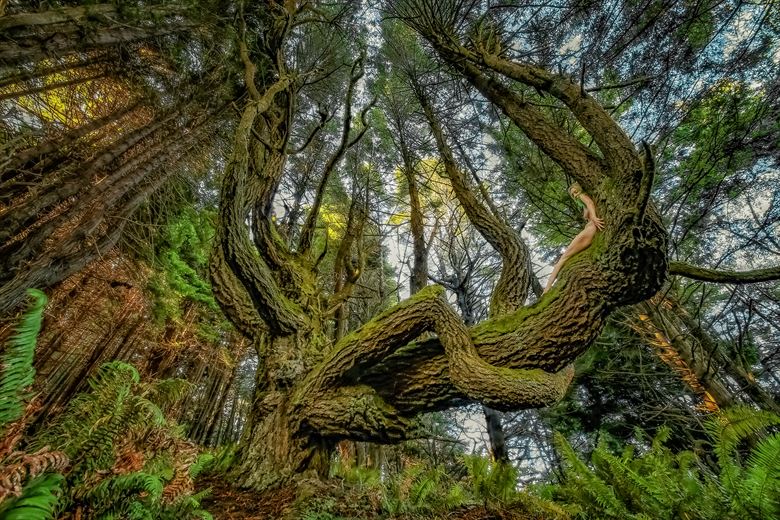 shady dell doug fir dragon i nature photo by photographer treegirl