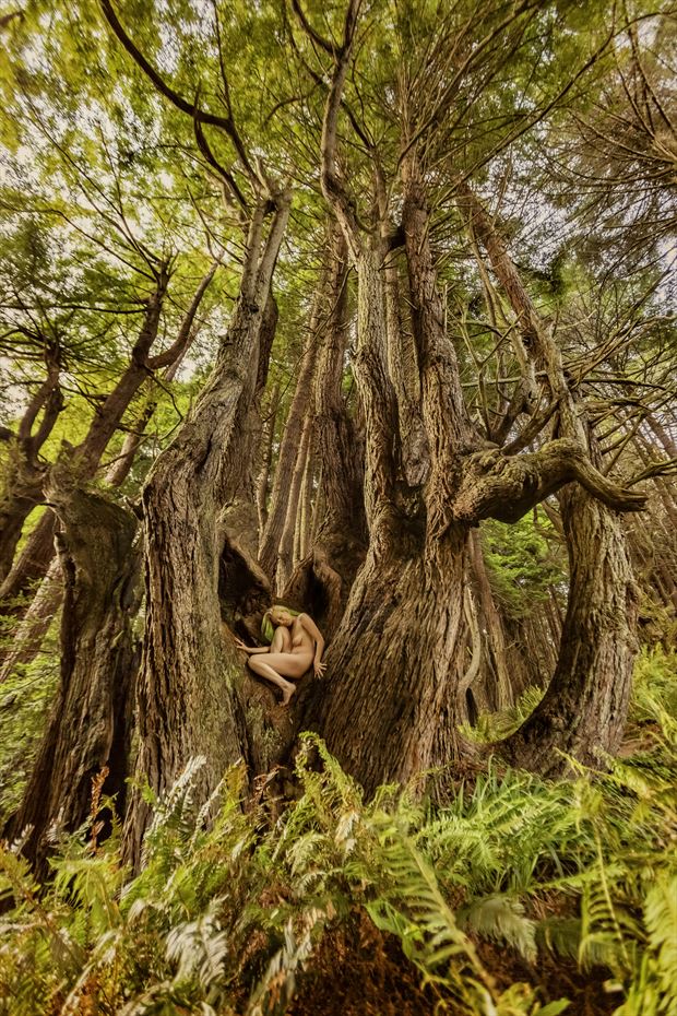 shady dell redwood heart fairy nature photo by photographer treegirl