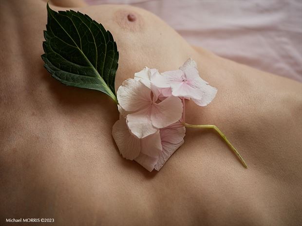 sprig artistic nude photo by model fleur