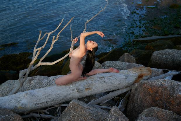 the driftwood tree artistic nude artwork by photographer daniel tirrell photo