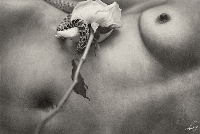 the rose artistic nude photo by photographer alant
