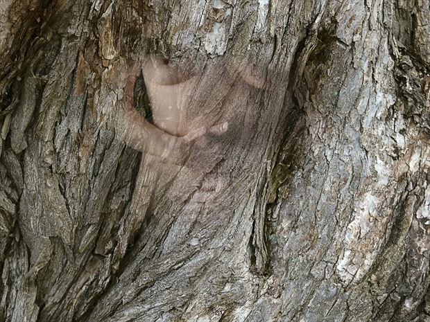 the tree artistic nude artwork by photographer studiovi2