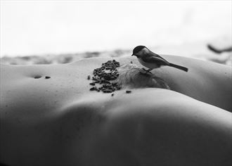vermont bird feeder artistic nude photo by photographer foxfire 555