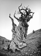 woman blending in with 3 000 toes old tree nature photo by photographer bradmiller