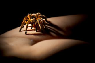 woman with spider erotic photo by photographer jjweaver