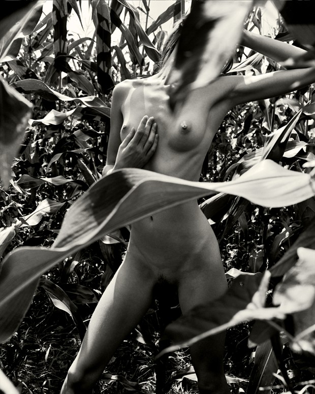 Corn Field II Artistic Nude Photo print by Photographer Christopher Ryan