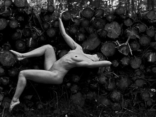 more logs artistic nude photo print by photographer gibson